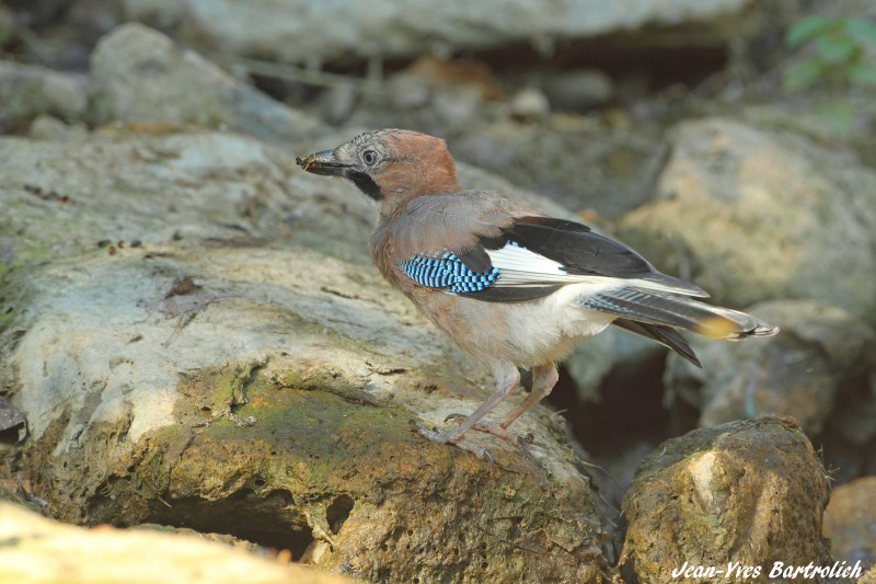 Geai des chênes.jpg